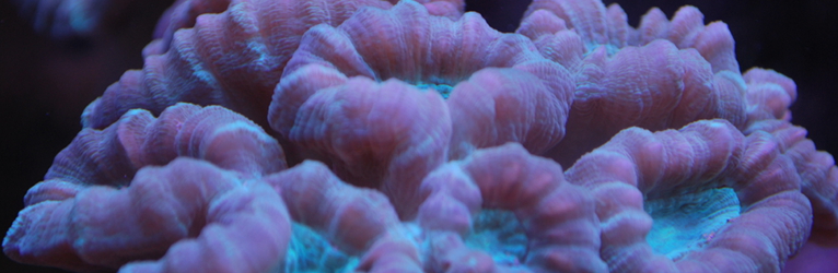 Candy Cane Coral