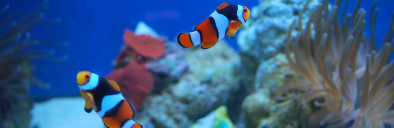 Ocelaris Clowns