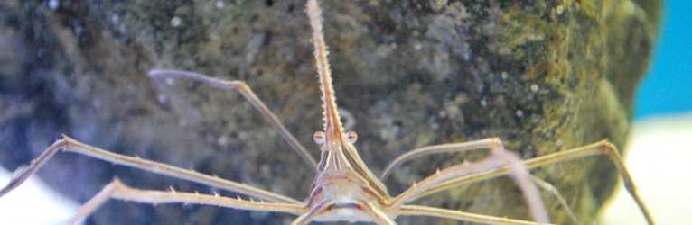 Arrow Crab