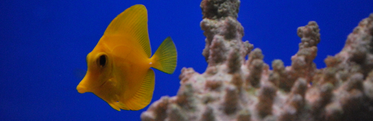 Yellow Tang