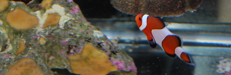 Percula Clowns